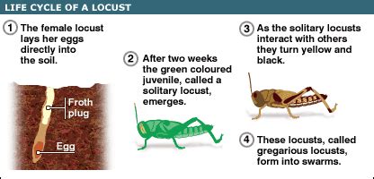 Locust Life Cycle