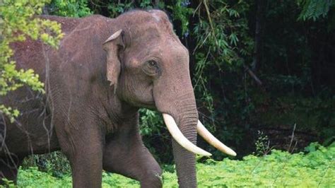 Protest in Idukki after operation to capture rogue elephant stayed by ...