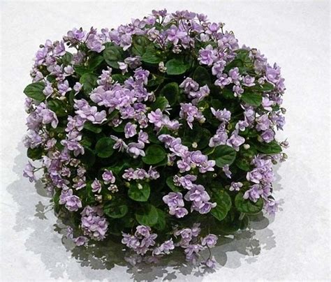 292 best images about Houseplants-African Violets on Pinterest | Miniature, Pansies and Violets