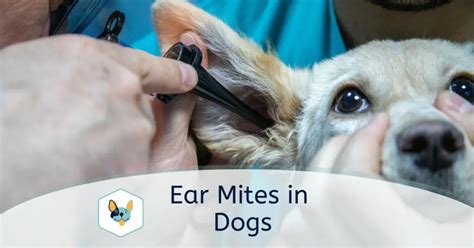 Ear Mites in Dogs: Symptoms and Treatment | Your Pet Insured