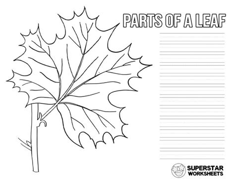 Parts of a Leaf Worksheet - Superstar Worksheets