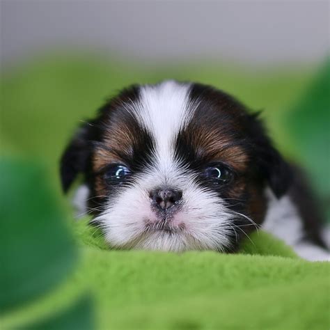 Cutest Shih tzu Puppy (With images) | Shih tzu puppy, Shih tzu dog, Shih tzu