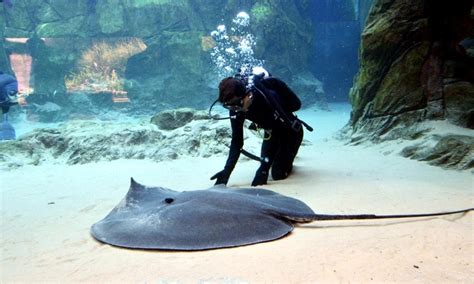 Giant Stingray – "OCEAN TREASURES" Memorial Library