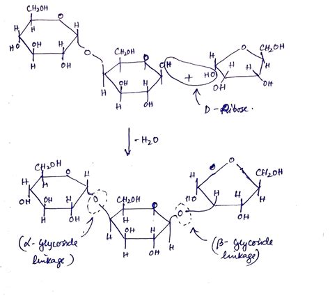 [Solved] What is the step by step process of the formation of the ...