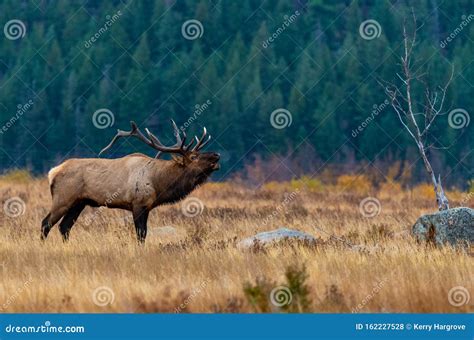 A Massive Bull Elk Bugling in a Mountain Meadow during the Fall Rut Stock Photo - Image of ...