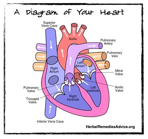 Cardiovascular system facts