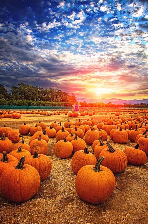 Sunset At The Pumpkin Patch is a photograph by Lynn Bauer. Fall is the ...