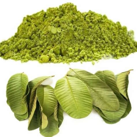 Guava Leaf Extract, Packaging Size: 20 Kg, Packaging Type: Fibre Drum at Rs 500/kg in Greater Noida