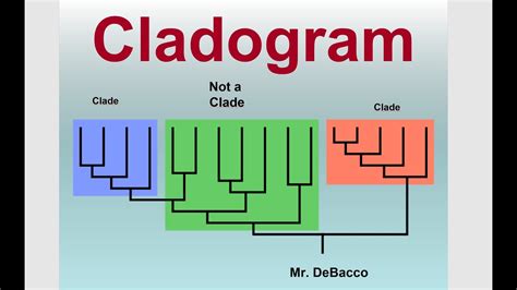 Cladogram - YouTube