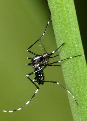 Asian Tiger Mosquito | Center for Invasive Species Research