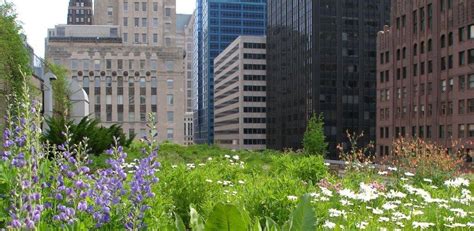 “Cool roofs reduce urban heat; green ones, not so much"? - Greenroofs.com