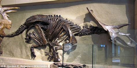 Fossils reveal TWO new species of dinosaurs that roamed North America ...