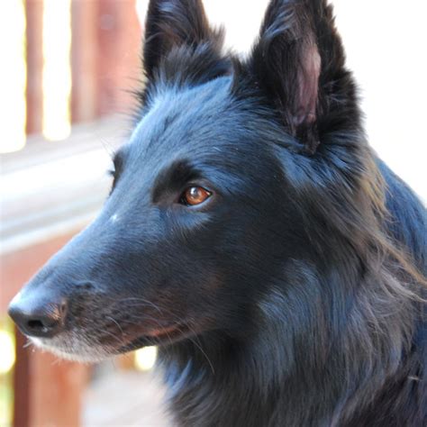 Belgian Shepherd Groenendael Breed Guide - Learn about the Belgian Shepherd Groenendael.