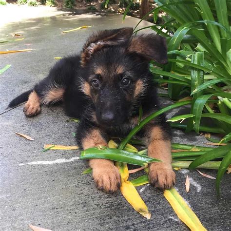 29+ Border Collie German Shepherd Mix Puppy For Sale Photo - Codepromos