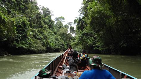 Heart of Borneo jungle trek, tour rain forest kalimantan, forest hike