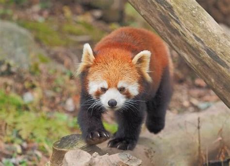 80 Most Popular Red Panda Names - PetPress