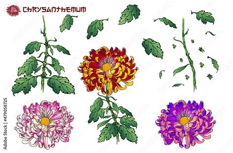 Chrysanthemum. Title written in japanese style font. Vector set of chrysanthemum illustration ...