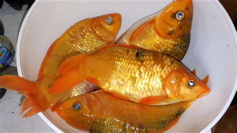 Amazing food of koi x goldfish hybrids ( thai food recipes ) - Asian food at home - YouTube