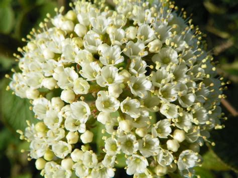 Viburnum lantana (Wayfaringtree Viburnum) | North Carolina Extension ...