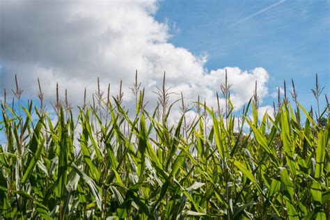 Iowa Cornfields stock image. Image of color, field, iowa - 26657743