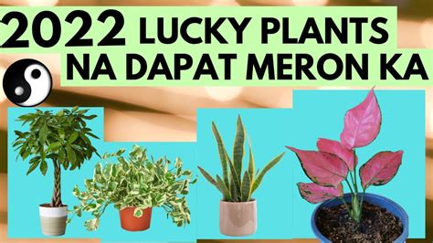 2022 LUCKY PLANTS | Swerte na mga HALAMAN sa LOOB at LABAS ng BAHAY | Feng Shui - YouTube