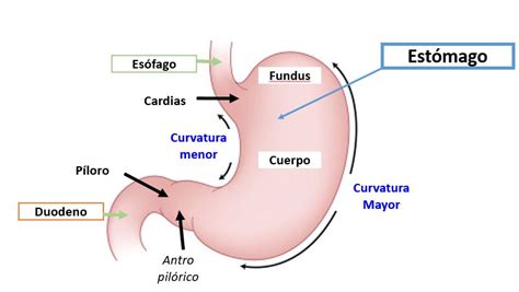 Cercanamente Viaje Prescribir anatomia del cardias Probablemente Clancy ...