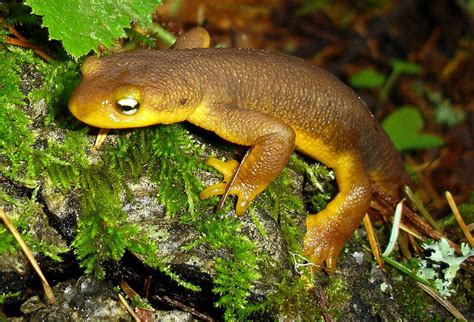 A cute newt, who knew? | 10 of the Cutest Exotic Pets | POPSUGAR Pets