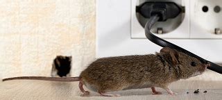 7 signs of mice in your home | Ehrlich Pest Control