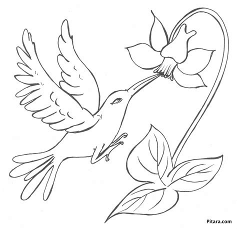 Rainforest Birds Coloring Pages at GetColorings.com | Free printable ...