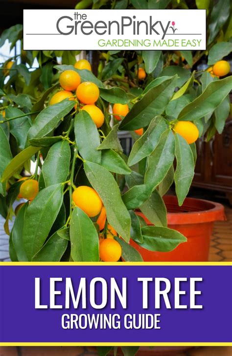 How to Care for Lemon Trees? Our Tips (that Work)