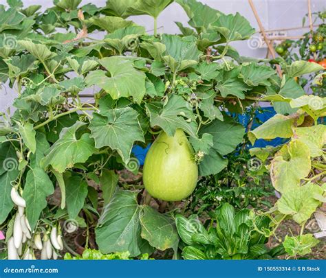 Gourds Fruits Cucurbitaceae Flowering Plant. It Belongs To Family Like Cucurbita And Lagenaria ...