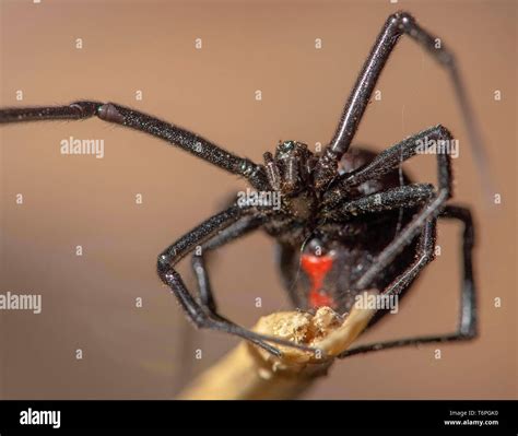 Venom glands hi-res stock photography and images - Alamy