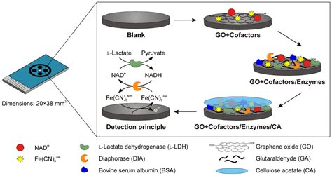 Chemosensors | Free Full-Text | Screen-Printed Electrodes: Fabrication, Modification, and ...