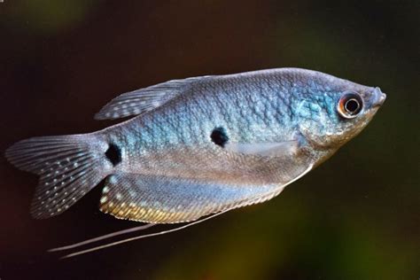 Blue or Three Spot Gourami 101: Care, Tank Mates & Lifespan