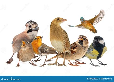 Group of Birds Isolated on White Background Stock Image - Image of ...