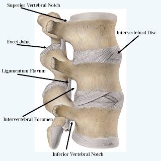 Biology: Intervertebral disc