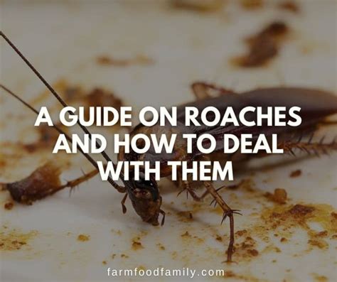 A Guide On Roaches and How To Deal With Them - FarmFoodFamily