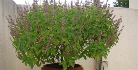 Tulsi plant in Hinduism - What is the significance of Tulsi plant in ...