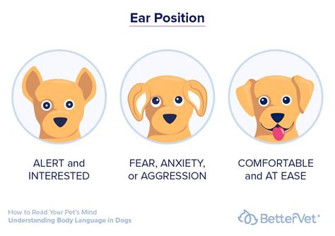 How to Read Your Dog's Body Language: 6 Tips | BetterVet