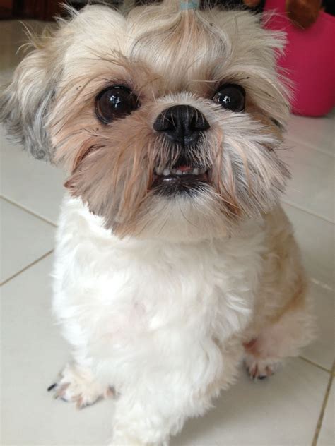 Shih Tzu No Teeth - Shih Tzu Dog