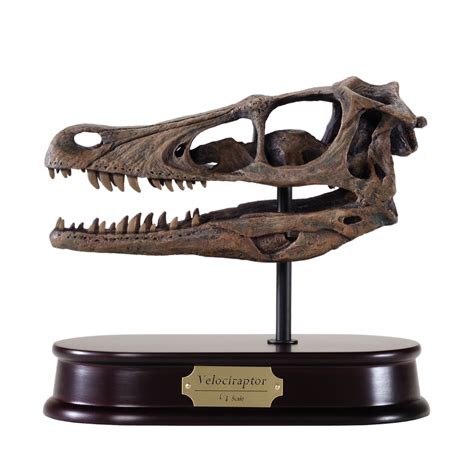 Velociraptor Skull Model | DinoStoreus