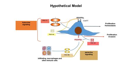 Platelet Derived Growth Factor Receptors (PDGFRs) and Their Implication in Inflammatory ...