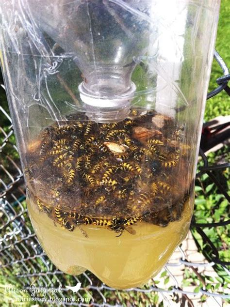 Homemade Wasp Trap | Idees And Solutions | Gardening | Pinterest | Homemade, Wasp and Wasp traps