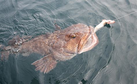 Lingcod Fishing - The Yakutat Lodge