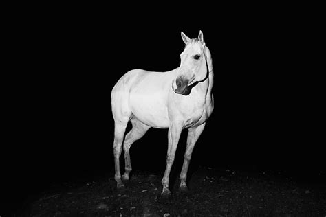 Wild Horses Photography7 – Fubiz Media