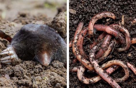 What Do Moles Eat: Irresistible Foods to Catch the Threat