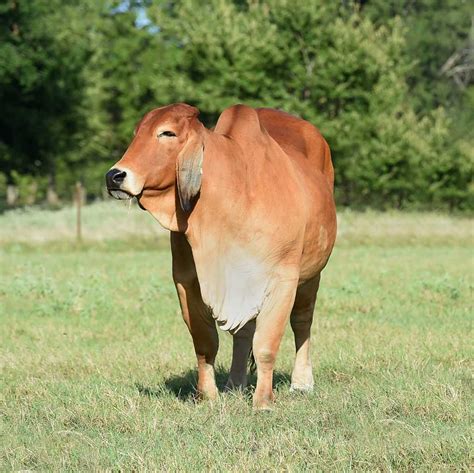 Top Brahman Cattle Producer in the USA - Ending on a High Note