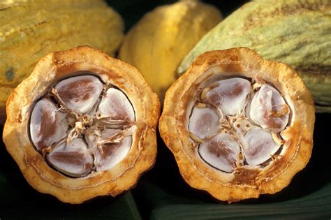 File:Cacao-pod-k4636-14.jpg - Wikipedia