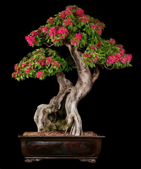 48 best images about Bonsai - Bougainvillea on Pinterest | Orange ...