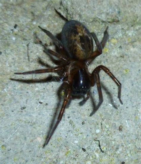 I spied a spider but which spider have i spied eh a false widow identification guide – Artofit